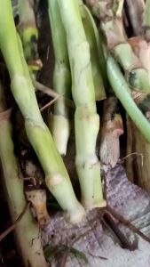 Bibit Rumput Odot Segar: Stok Selalu Ready