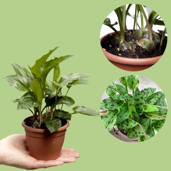 Ukrainadagi toy liboslari kompaniyalari Qizlar kamming kompilyatsiya soati