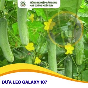 GALAXY 107- HẠT GIỐNG DƯA LEO ĐỒNG TIỀN VÀNG