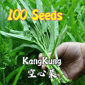Benih Kangkung (30 seeds)/空心菜种子/Water Spanich Seeds/Kangkong Seeds