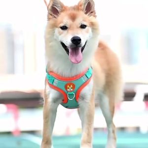 adjustable reflective dog harness leash reflective adjustable vest harness adjustable design connects a dog to a handler for dog walking indoor furnishing daily setup practical placement
