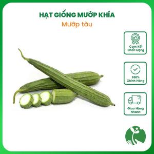 Hạt giống Mướp khía (Mướp tàu) xanh Gói 2gr khoảng 14 hạt Năng suất cao