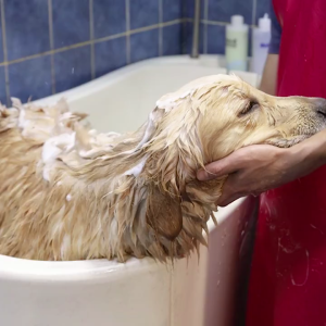 Durable Pet Bathrobe for Medium to Large Dogs Soft Towel Ensures Fast Drying and Easy Wear