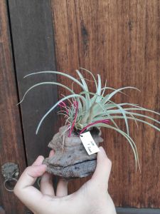Tillandsia Xero x Brachy / AIr plant /空气凤梨- 霸王x 贝克利/ 空气草- 霸王x 贝克利