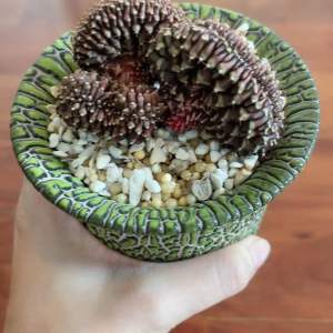 ยิมโน คริส