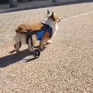 Meilovmao Dog Wheelchair Pet Rehabilitation Walking Assistance Cart Small Disability Mobility Aid Rear Support Alat Bantu