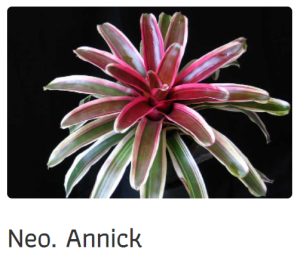 สับปะรดสีนีโอ นีแอนนิค Neo annick สีชมและสีเขียวในต้นเดียวกัน ต้นสับปะรดสีนีโอ นีโอแอนนิค