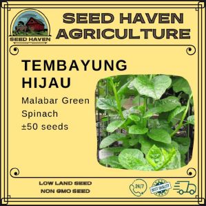 Spinach seeds (50-76 seeds) - Green Malabar Spinach / Red Ceylon Spinach
