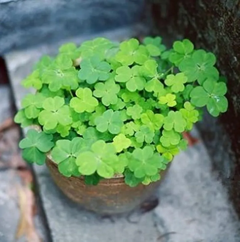 Lucky 200pcs Green Four Leaf Clover Grass Seeds Decoration Grow