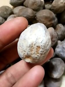 muncang adu jalim garuda tebal 4mm