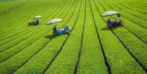 Fuji Matcha Xuân CHINHSON - Bột Trà Xanh Nguyên Chất Pha Chế Đồ Uống Làm Bánh Kẹo Đắp Mặt