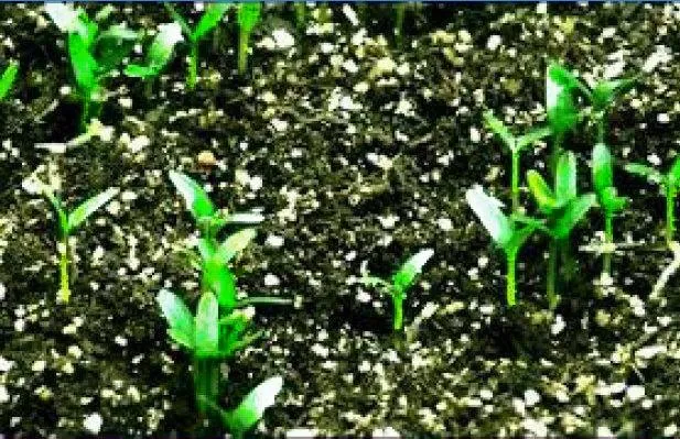 %5BHCM%5DH%E1%BA%A0T%20GI%E1%BB%90NG%20H%C3%80%20LAN%20_%20HOA%20M%C3%80O%20G%C3%80%20B%C3%9AA%20%C4%90%E1%BB%8E%20NHUNG%20RD861%20-%20G%C3%93I%200.1G%20.%20-%20Image%203