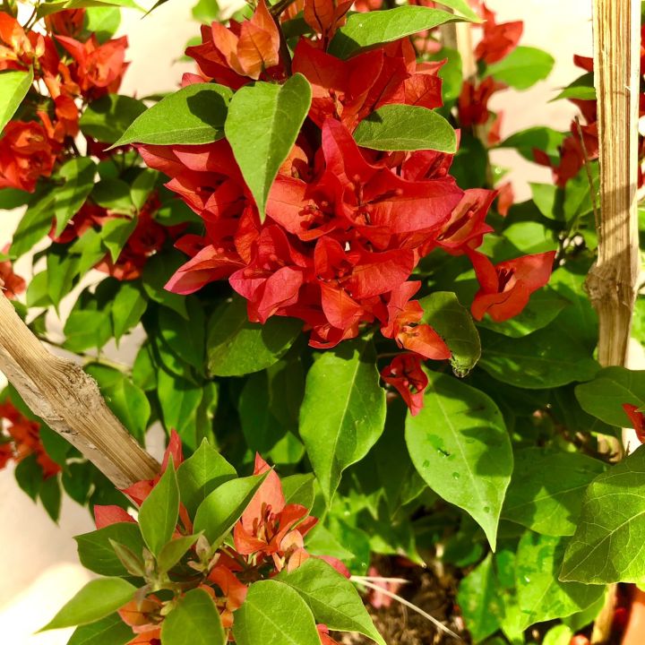 Cây hoa giấy đuôi chồn trưởng thành đang hoa cao 60cm (ảnh thật ...