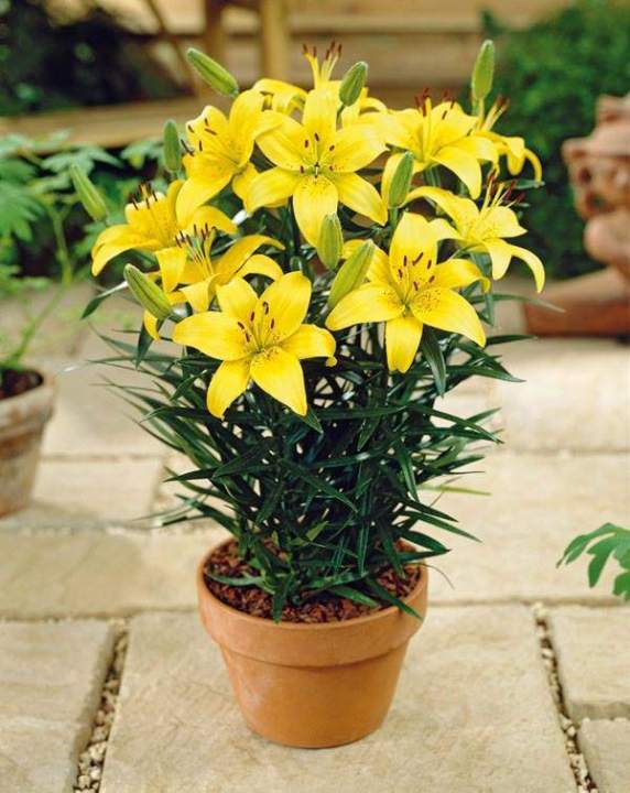 B%E1%BB%99%205%20c%E1%BB%A7%20gi%E1%BB%91ng%20hoa%20ly%20l%C3%B9n%20hoa%20m%C3%A0u%20v%C3%A0ng%20-%20Image%202