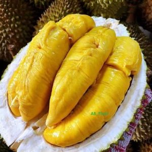 Bibit Durian Kaki Tiga Bawor Banyumas Cepat Berbuah
