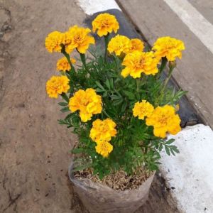 French Marigold / 法国万寿菊 / Bunga Kenikir Prancis / फ्रेंच मैरीगोल्ड पौधा (Singapore: Marigold Plant) – Bright Blooms Eas