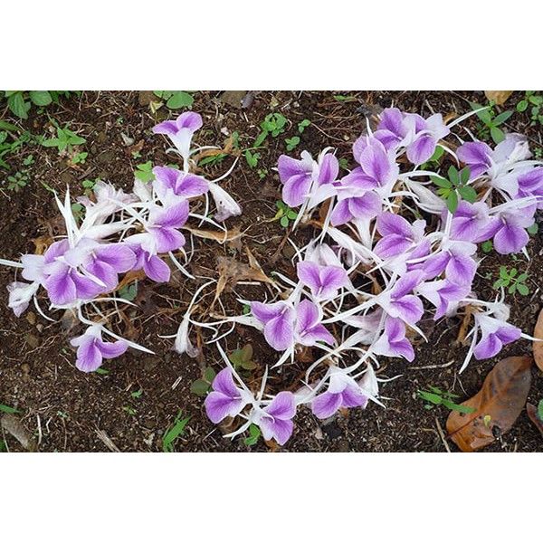 Tam thất nam chữa bệnh gì