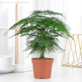 [Easy to grow in Malaysia] Asparagus Fern Tree Seeds (50 Seed) 文竹种子 Potted Asparagus Fern Plant Seed Bonsai Tree Live Plant Evergreen Plant Seeds Air Purifying Indoor Plants Outdoor Real Plant Flower Seeds for Planting & Gardening Garden Decor benih bunga. 
