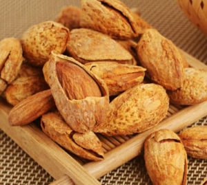 ALMOND CANGKANG RASA SUSU OLEH2 HAJI/UMROH Almond Roasted ( Kacang Panggang ) USA California in Shell bakar / Almond Cangkang