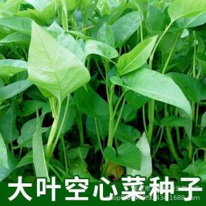 Four-season watercress large-leaf watercress balcony potted willow-leaf watercress green-stemmed watercress can be grown hydroponically