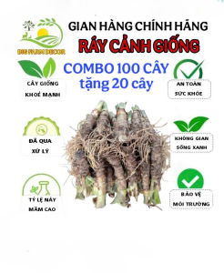 combo 100 củ ráy voi giống trồng công trình