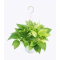 Cây trầu bà vàng - Cây cảnh để bàn. 