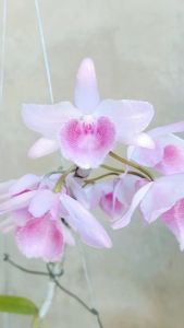 Cây hoa lan Hồng Mắt Xước Cánh Bầu