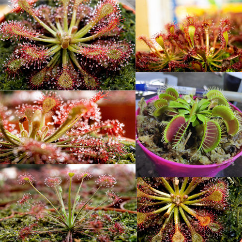 Venus Fly Trap Aka Ryu Sundew Carnivorous Plant by LS Group | Lazada