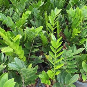 ต้นกวักมรกต ต้นไม้ฟอกอากาศ ต้นไม้มงคล กวักมรกต กวักมรกต ต้นไม้ กวักมรกต คือ - Lazada