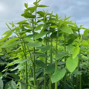 Hạt Giống Rau Ngót ( Bồ Ngót ) 1Gram = 20 hạt - FlowerSeeds
