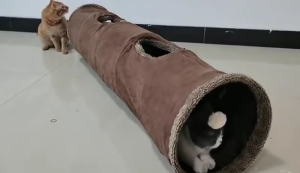 Cute Cat Tunnel Tube Collapsible Plush Foldable Tunnels Toy for Indoor Cats Tunnels Spring Hide-and-Seek Game