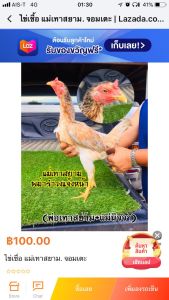 ไข่เชื้อ แม่เทาสยาม. จอมเตะ