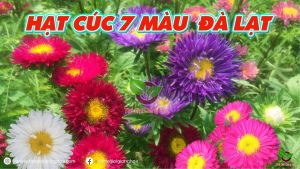 (Gói 150 hạt) Hoa Cúc Magic F1-Dễ Trồng Hoa Nở Đẹp-Tổng kho hạt giống giá rẻ