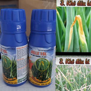 chai phân bón lá Jolle 1sl 100ml - Chitosan 1% sọc lá và cháy lá khô đầu lá hành