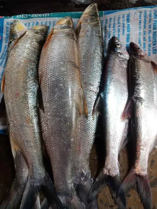 C%C3%A1%20S%E1%BA%A5y%201Kg%20(C%C3%A1%20M%C4%83ng%20S%C3%B4ng%20%C4%90%C3%A0)%20-%20Image%204