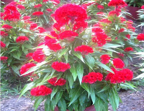 %5BHCM%5DH%E1%BA%A0T%20GI%E1%BB%90NG%20H%C3%80%20LAN%20_%20HOA%20M%C3%80O%20G%C3%80%20B%C3%9AA%20%C4%90%E1%BB%8E%20NHUNG%20RD861%20-%20G%C3%93I%200.1G%20.%20-%20Image%201