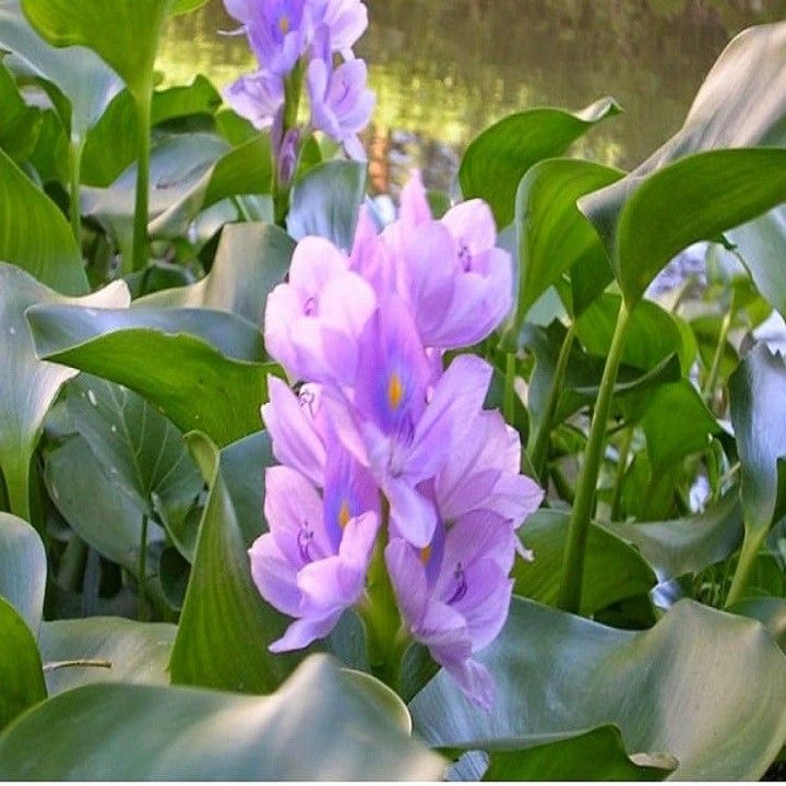 CÂY HOA LỤC BÌNH TÍM