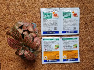 Trừ sâu sinh học Radiant bọ trĩ sâu ăn lá cho hoa hồng mai vàng rau sạch Minh Hân Garden