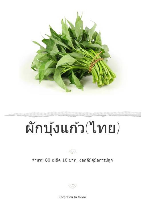 เมล็ดพันธุ์ผักบุ้งแก้ว พันธุ์พื้นบ้าน งอกดี