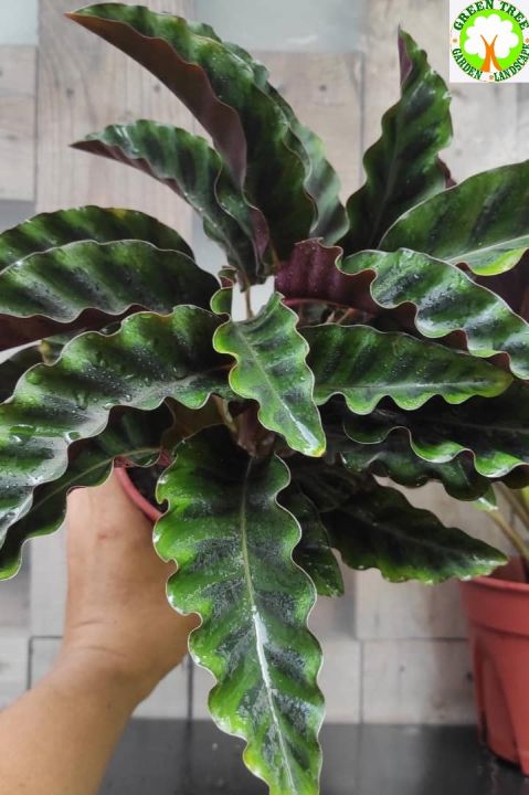 elefantenohr direkte sonne Alocasia stingray (Elefantenohr) kaufen? | Mr. Ray main image 0