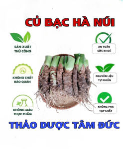 combo 20 củ bạc hà núi giống trồng cảnh
