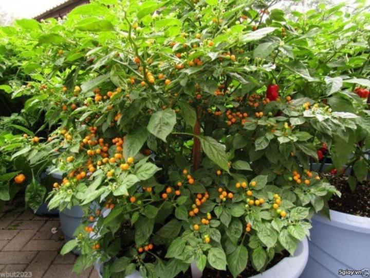 [HCM] Gói 30 hạt giống Ớt Peru Aji Charapita Mắc Nhất Thế Giới (Capsicum chinense). 