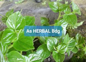 Ready daun sirih cina daun suruhan daun ketumpang air 500 gram-az