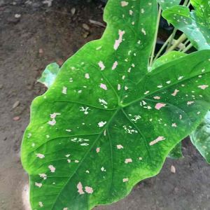 โปร 1 แถม 1 ต้นบอนสีผีเสื้อชมพู บอนสีสวยหวาน ส่งเป็นกระถางต้นแข็งแรง