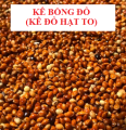 [HCM]1KG HẠT KÊ BÓNG ĐỎ (KÊ ĐỎ HẠT TO) CHO CHIM CẢNH VẸT. 