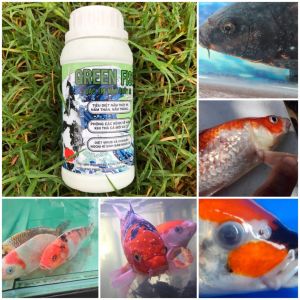 GREEN FISH TRỊ KÍ SINH TRÙNG LỜ ĐỜ NẰM ĐÁY RẬN NƯỚC NỔI ĐỎ TOÀN THÂN ĐUÔI CHÉP SƯ TỬ