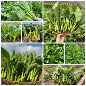 Hạt giống Cải Ngọt Bông gói 20gr~6000 hạt Cải Ngồng nảy mầm tốt chịu nhiệt dễ trồng