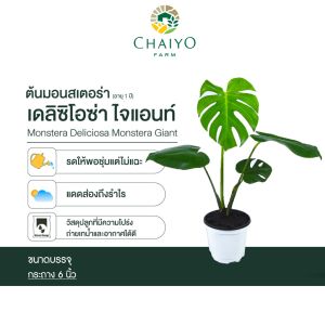 ต้น มอนสเตอร่า เดลิซิโอซ่า มอนสเตอร่า ไจแอนท์  (Monstera Deliciosa Monstera Giant) กระถาง 6 นิ้ว