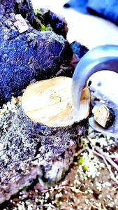 Cạp tròn cạp xéo tỉa cây cảnh Bonsai – Kìm cạp thép không gỉ sắc bén bền bỉ cho nghệ nhân Bonsai