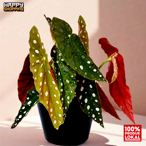 tanaman hias  daun begonia polkadot macualata